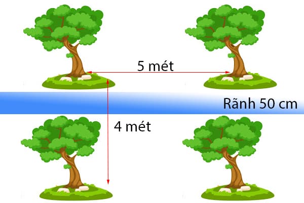 mật độ trồng bưởi da xanh