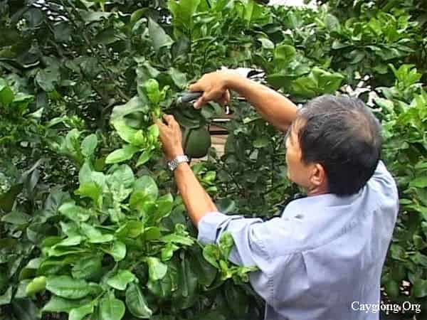 tỉa cành trên cây bưởi da xanh