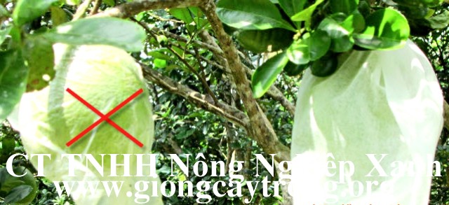 tui boc buoi 9