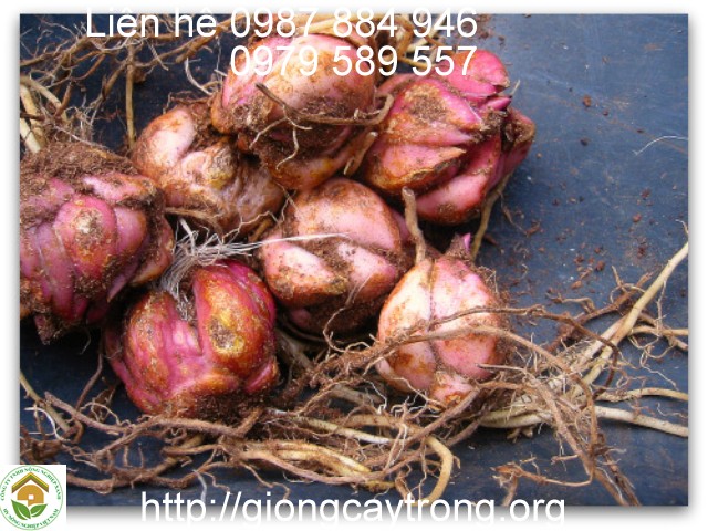 Hướng dẫn thu lại củ hoa lily sau khi thu hoạch