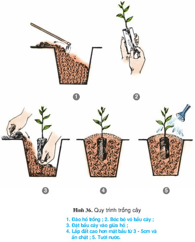 cách trồng cây