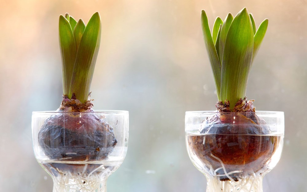 Hướng Dẫn Trồng Hoa TuLip Thủy Canh