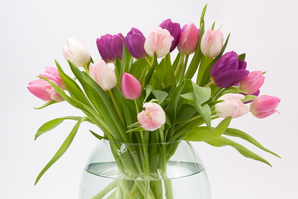 hoa tulip trong bình thủy canh