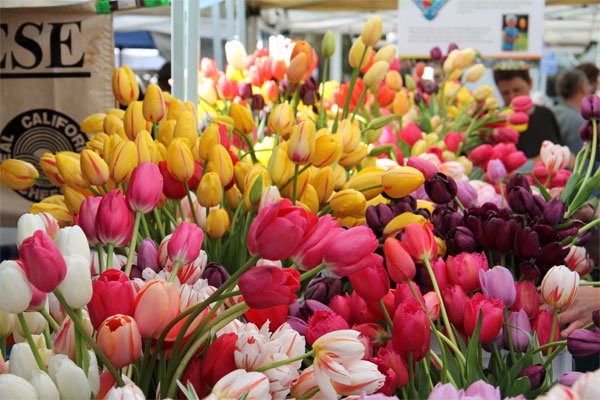 Hướng Dẫn Kĩ thuật trổng chăm sóc củ hoa tulip chơi tết mới nhất