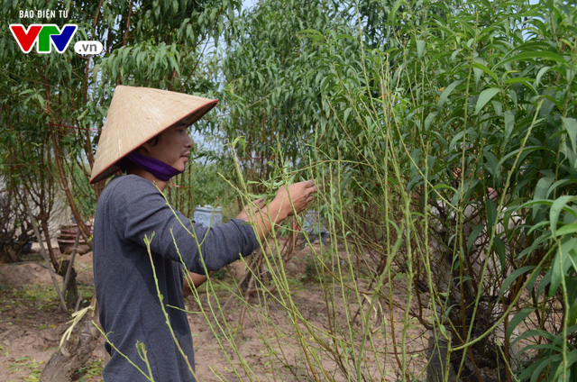 tuot-la-hoa-dao