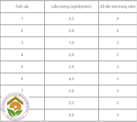 Hướng dẫn bón phân cho cây sầu riêng qua các thời kì đúng cách và đúng liều lượng