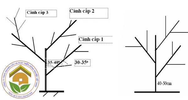 tỉa cành t
			ạo tán cho cây bưởi