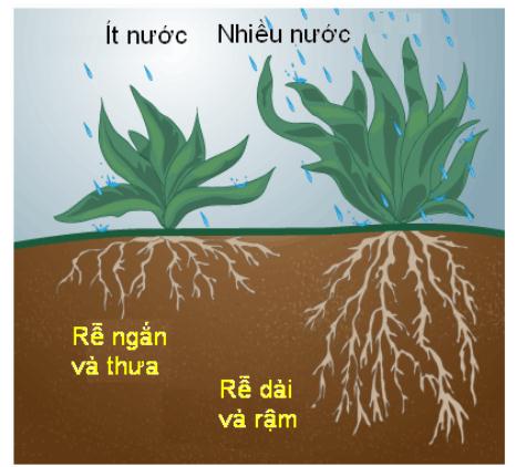 Ảnh hưởng của ẩm độ đất tới phát triển cây trồng