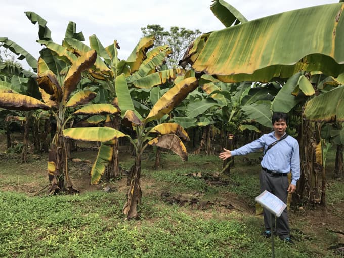 Bệnh héo vàng lá chuối héo rũ panama