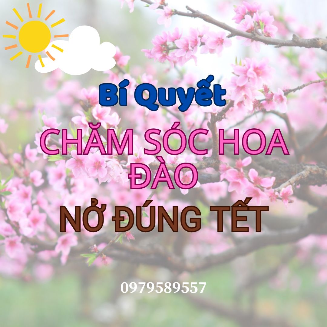 Bí quyết chăm sóc cây giống hoa đào để hoa nở đúng dịp Tết