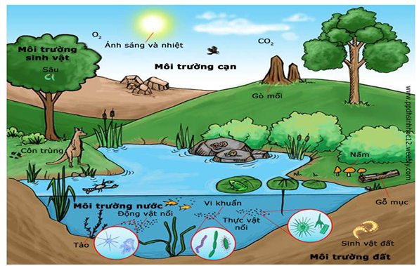 Các yếu tố tự nhiên ảnh hưởng đến cây trồng