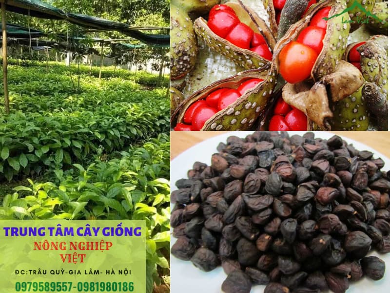 Cách ươm hạt giổi này đảm bảo nảy mầm 100%