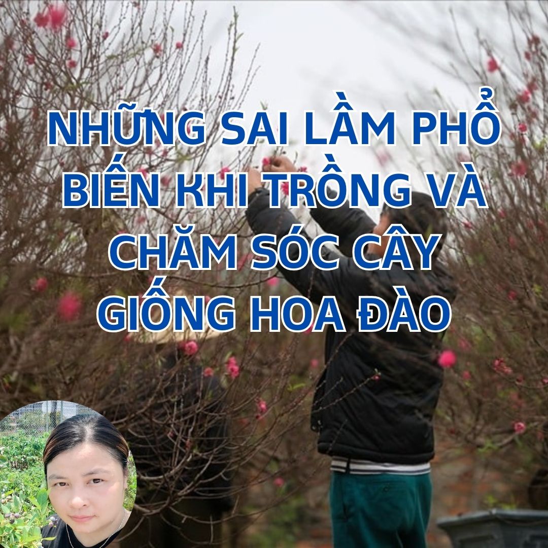 Những sai lầm phổ biến khi trồng và chăm sóc cây giống hoa đào