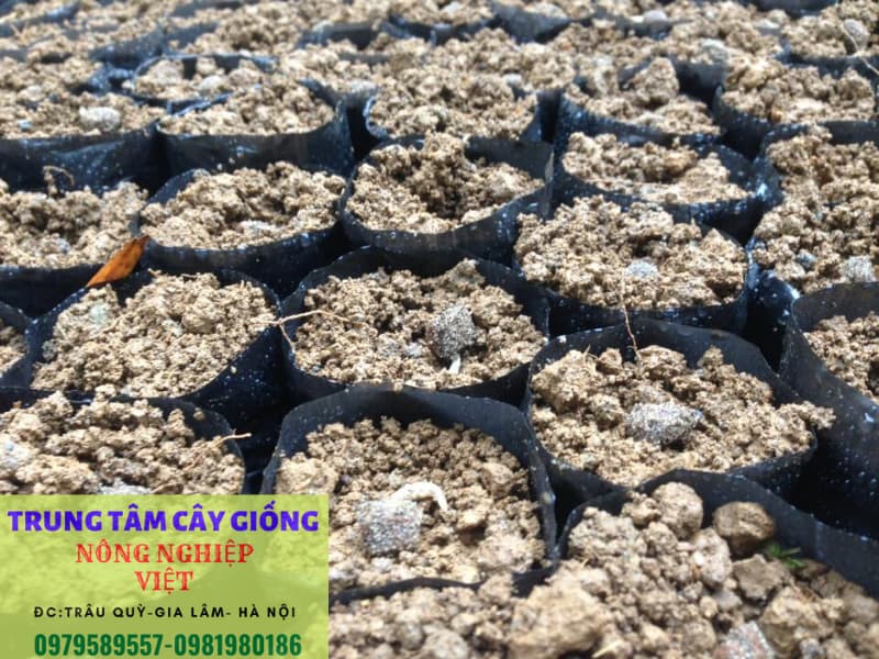 tra hạt vào bầu ươm hạt dổi