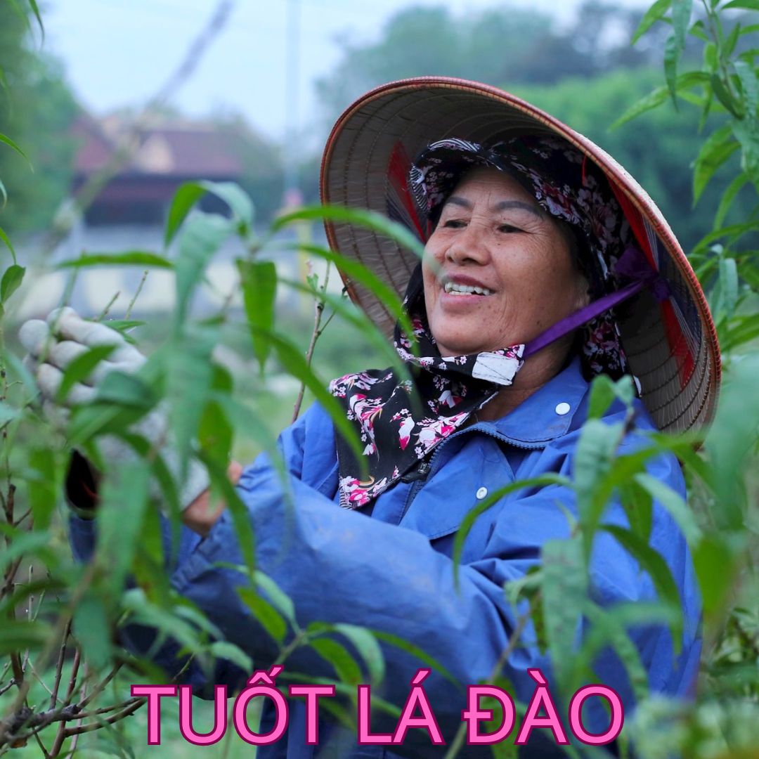 Tuốt lá cây đào ra hoa đúng tết
