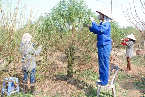 tuốt lá cho đào