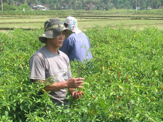 lam giau tren đất cát 3