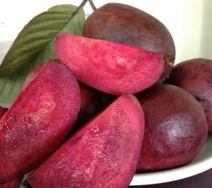 Phát sốt vì giống ổi sim ruột tím, có hoa nở giá 1,2 triệu đồng/cây