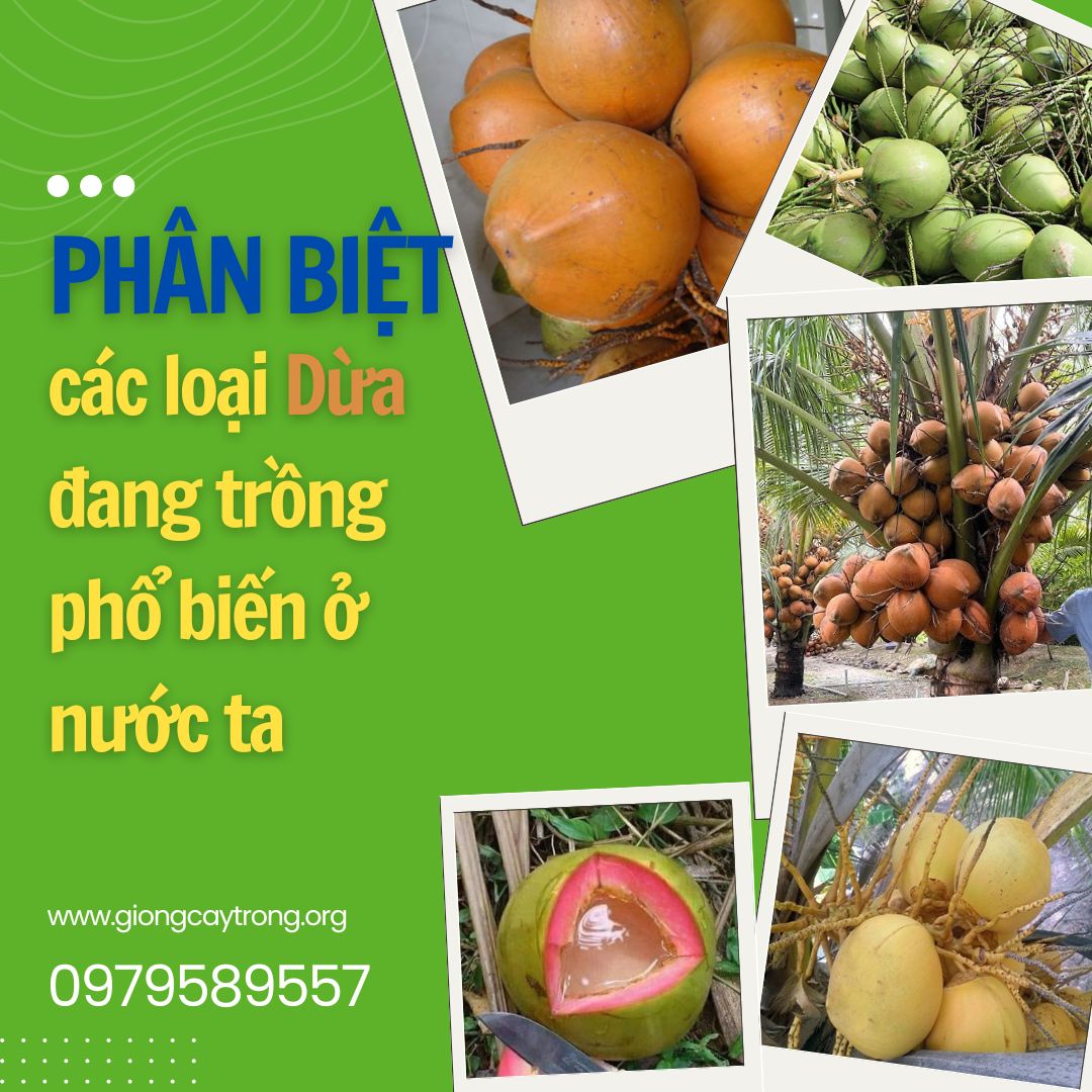 Hướng dẫn phân biệt các loại dừa trồng hiện nay