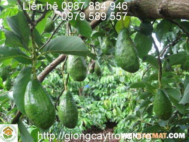 Cây Giống Bơ Tứ Quí Dễ Trồng Dễ Chăm Sóc Năng Suất Cao Chất Lượng Chuẩn