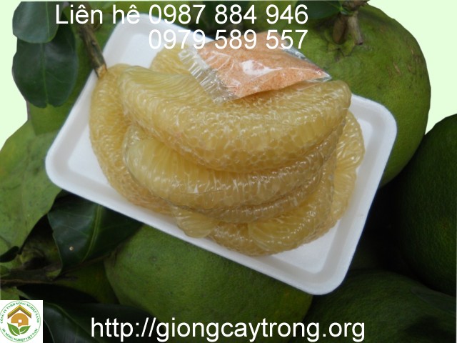 Cây giống bưởi 5 roi - giống bưởi đặc sản chất lượng chuẩn.