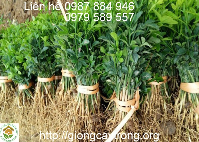 Giống Cam Ba Lá - Cây làm gốc ghép cho họ cam quýt