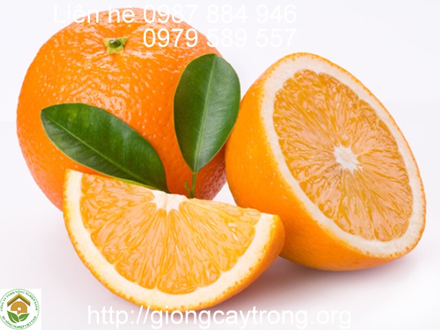 Cây Giống Cam V2- VaLenCia. Hướng dẫn trồng và chăm sóc cam V2