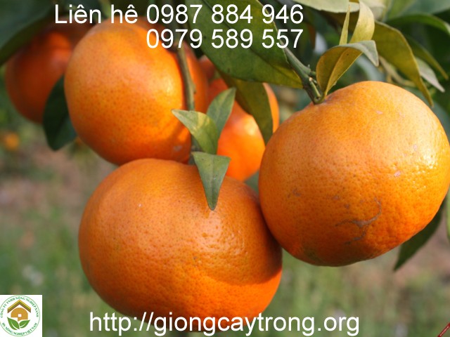 Cây giống cam Đường Canh - cam tiến vua giống chuẩn F1- Học viện Nông Nghiệp