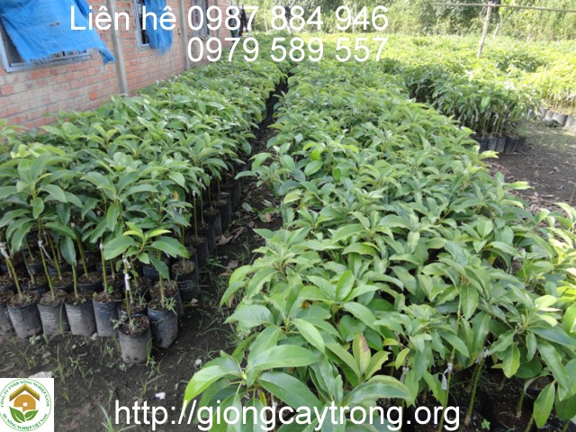 cây bơ giống