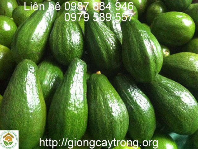 Giống Cây Bơ Sáp Giống Bơ Dẻo Thơm Ngon Giàu Dinh Dưỡng Dễ Trồng