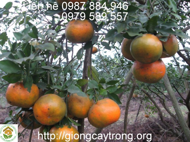 Cây Giống Cam Bù Hương Sơn-Giống Chuẩn- Dễ Trồng- Giao Hàng Toàn Quốc
