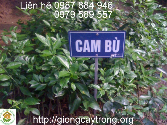 cay-giong-cam-Bu-Huong-Son