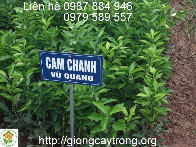 cay-giong-cam-chanh