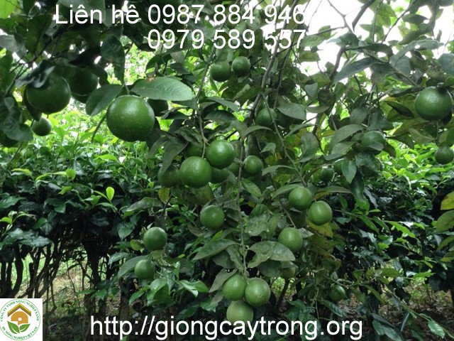 Kĩ thuật trồng Chanh Tứ Quí ( chanh bốn mùa )