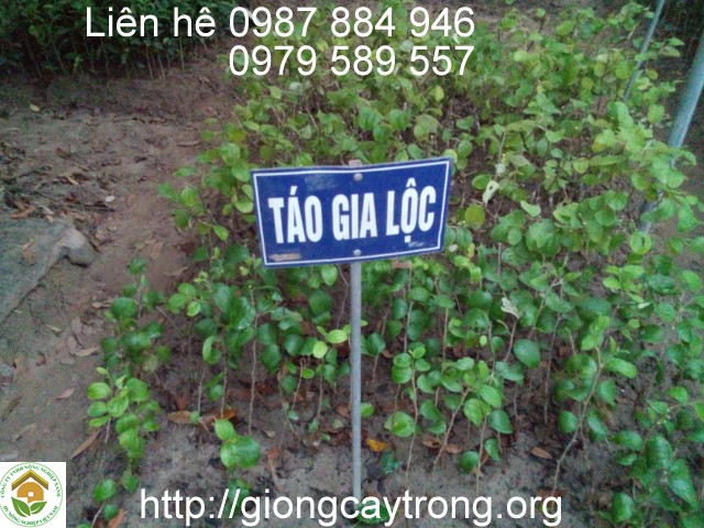 cay giong tao gia loc