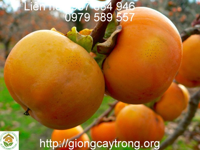 Trồng cây lấy bóng mát, bất ngờ lại có nguồn thu hàng trăm triệu đồng