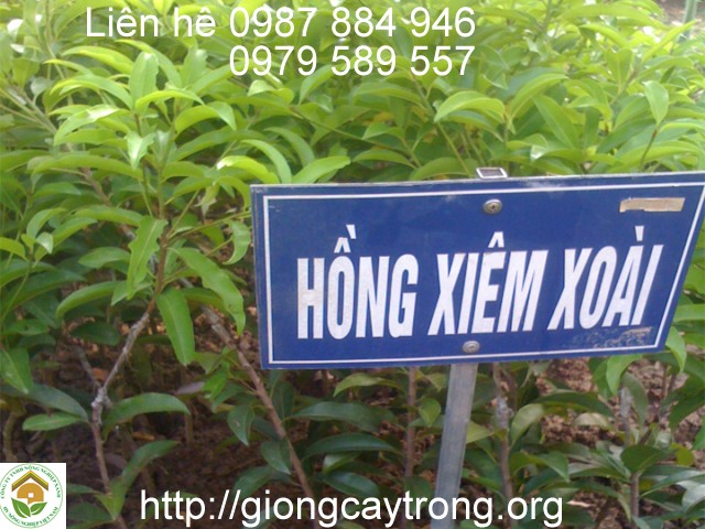 Cây Giống Hồng Xiêm Xoài Thái Lan - Nông Nghiệp Việt