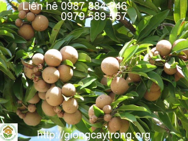 Cay Hong Xiem Xuan Dinh 1