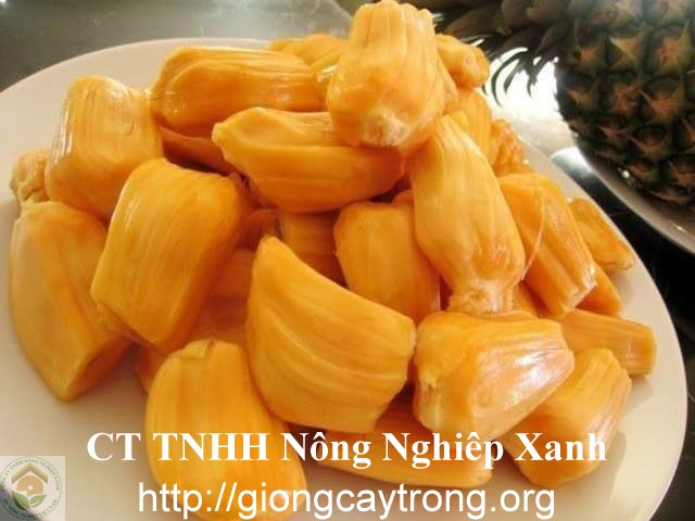 Cây Mít Nghệ Tứ Quí- Trồng Quanh Năm- Múi Dày Vị Ngọt Đậm