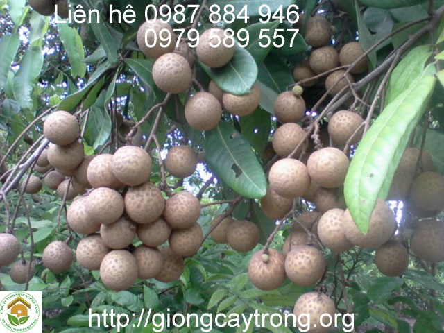 Cây giống nhãn muộn miền thiết Hưng Yên cùi dày hạt nhỏ năng suất cao