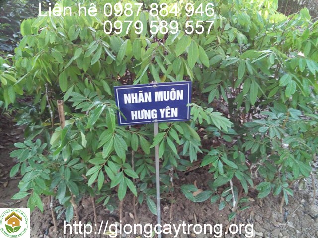 Cay Nhan Muon Hung Yen 2