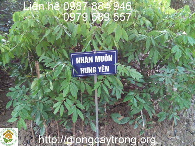 Cây giống nhãn muộn miền thiết Hưng Yên cùi dày hạt nhỏ năng suất cao
