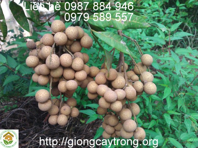 Cây giống nhãn muộn miền thiết Hưng Yên cùi dày hạt nhỏ năng suất cao