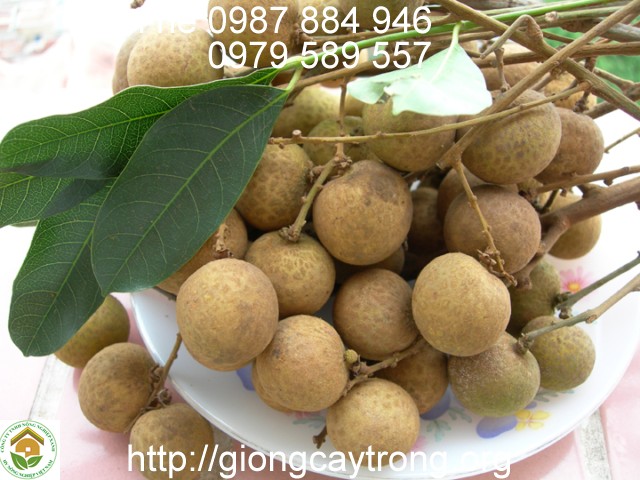 Cây giống nhãn muộn miền thiết Hưng Yên cùi dày hạt nhỏ năng suất cao