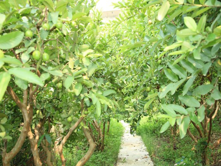 Hướng dẫn nâng cao chất lượng thương hiệu ổi găng Đông Dư