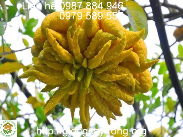 Giống Cây Phật Thủ- Hướng Dẫn Trồng Phật Thủ