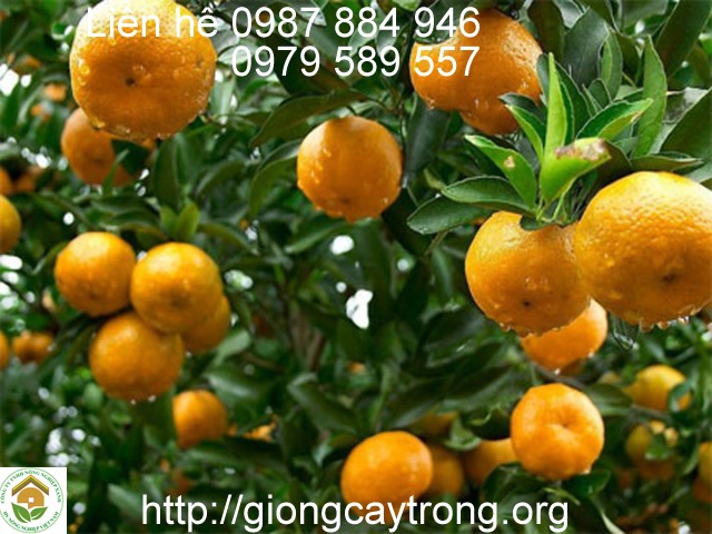 Kĩ Thuật Trồng Cây Quít Thái Kĩ Thuật Trồng Cây Quít Thái