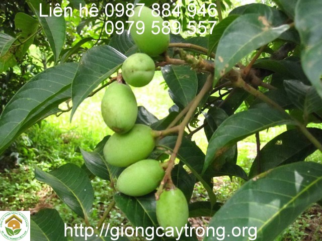 Cay Tram Trang 2