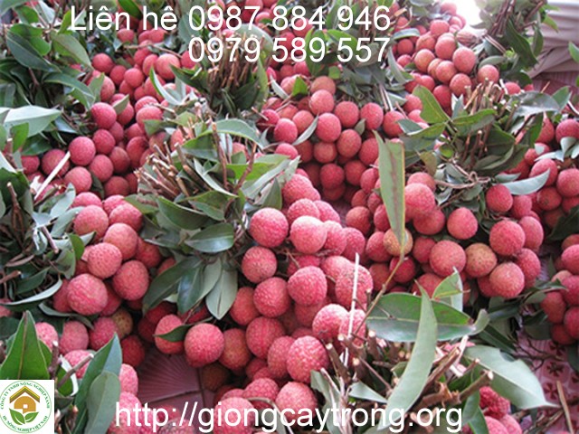 Trồng vải trên đất Tây Nguyên, mỗi năm thu lãi 1,8 tỷ đồng