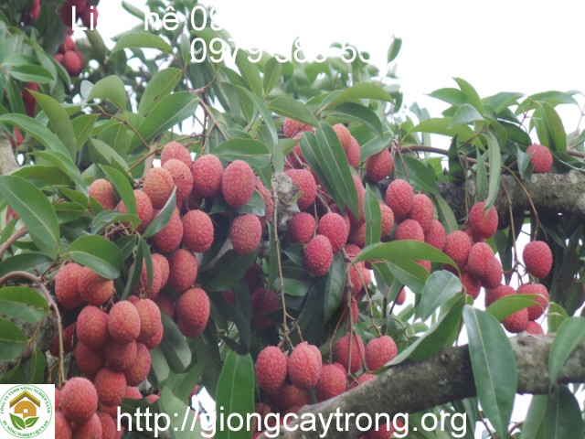 Cây giống vải thiều Thanh Hà ghép Hướng Dẫn Trồng Chăm Sóc